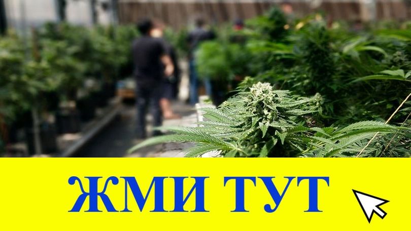 Купить наркотики в Людиново